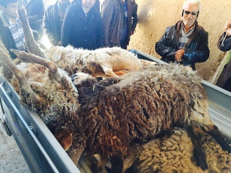 20راس گوسفند در جغتای بر اثر مسمومیت تلف شدند