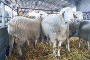 طرح اصلاح نژاد گوسفند در شمیرانات آغاز شد