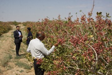 بازدید خبرنگاران یزد از باغات و ترمینالهای فرآوری پسته خاتم