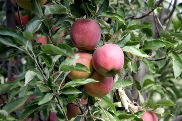 سهم ناچیز سیب در سبد صادرات‌