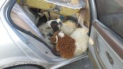 قاچاق ۱۳ راس گوسفند در داخل یک سمند 