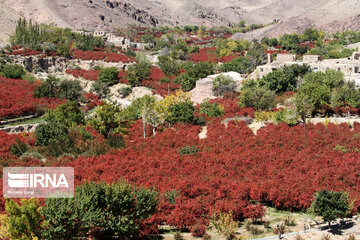 مزارع سرخ ؛ مقصد گردشگری پاییزی