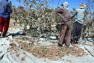 برداشت پسته در هرات مرکز شهرستان خاتم