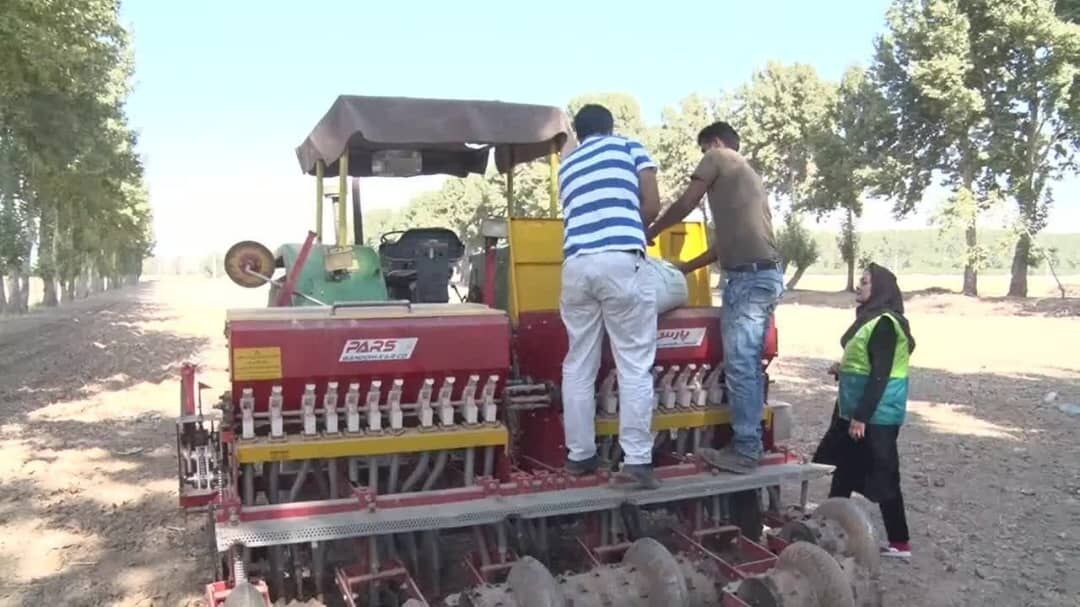 سطح زیر کشت کلزا در ساوجبلاغ ۱۰ برابر شد