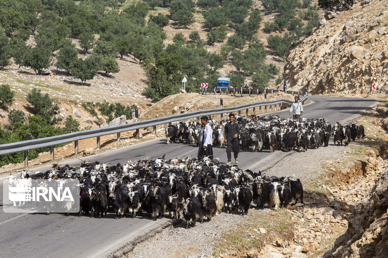 باج‌دهی عشایر به مرتع‌داران بی‌دام استان تهران