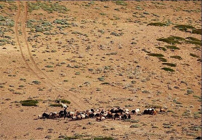 همایش بین‌المللی مرتعداری ایران در دانشگاه‌ فردوسی مشهد آغاز به کارکرد