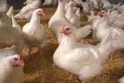 برخورد با مراکز عرضه مرغ زنده در بانه با جدیت انجام شود