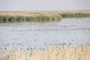 تالاب «کانی‌برازان» مهاباد مهمترین سایت پرندگان زمستان‌گذران ایران است