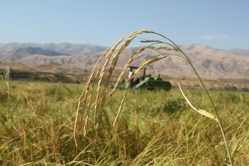 کارشناسان افغان دوره آموزشی ترویج برنج را در محمودآباد فرا گرفتند