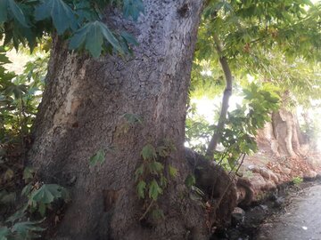 ۶۰ درخت شاخص محلات تهران شناسنامه‌دار می‌شود