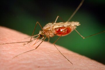 ۵۷ مورد جدید مالاریا در سراوان شناسایی شد