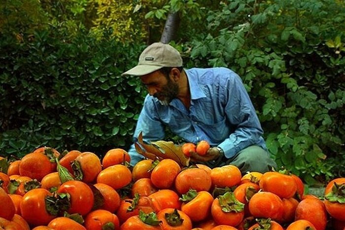 نوبرانه‌های نارنجی در سبد باغداران؛ پیش‌بینی‌ها از تولید و صادرات خرمالوی فارس