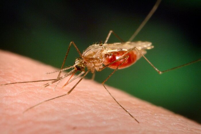 مالاریا در نیجریه سالانه 100 هزار قربانی می گیرد