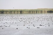 زیستگاه‌های آبی آذربایجان‌غربی میزبان ۷۰ هزار بال پرنده شد