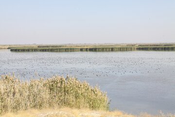 کانی‌برازان بهشت پرندگان ایران