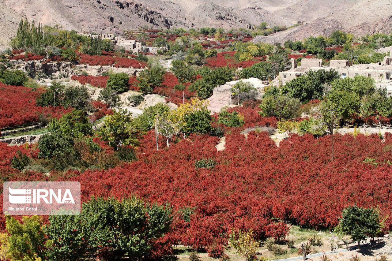 Barberry farms in North East Iran; Agri Tourism destination