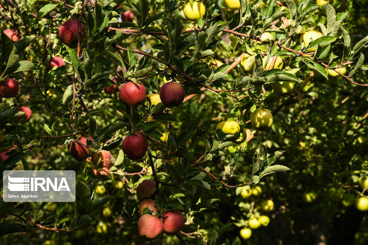 سالانه ۴.۳ میلیون تن سیب درختی در کشور تولید می‌شود