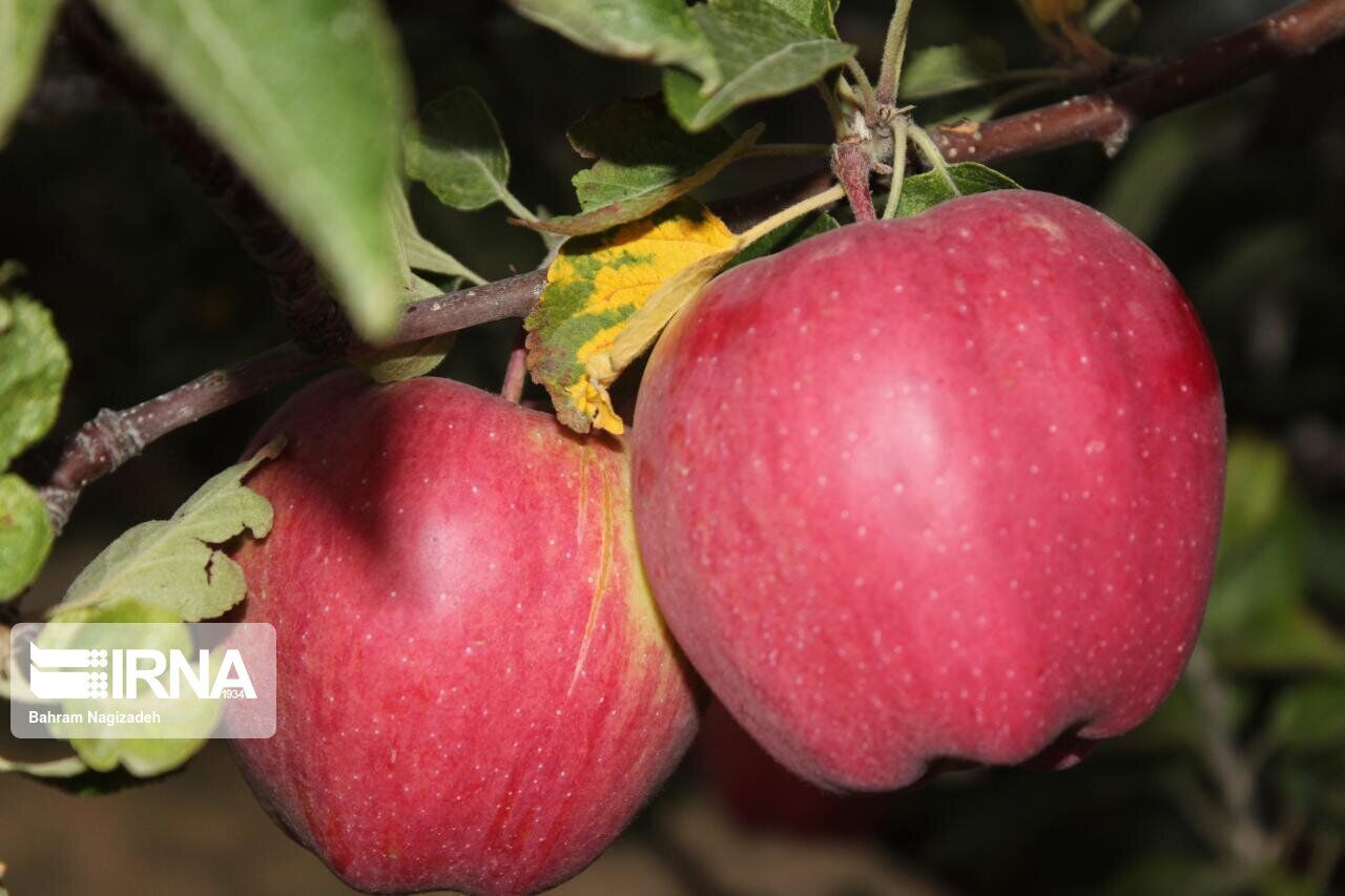 IRNA English Applepicking season in northwestern Iran