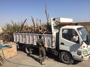 ۴۵ نفر در زمینه قاچاق چوب سال گذشته در استان سمنان دستگیر شدند