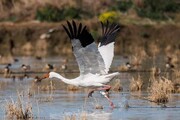 از سیبری تا فریدون‌کنار؛ خوش‌آمدی تک درنای سفید!