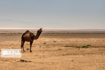 Maranjab Desert in Iran's  Aran va Bidgol