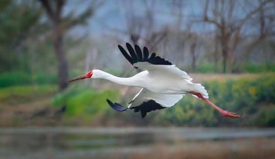 Only Siberian crane comes back to his second home, northern Iran