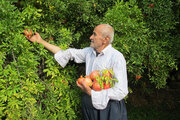 برداشت انار در روستای ژیوار هورامان 