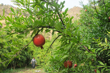 برداشت انار در روستای ژیوار