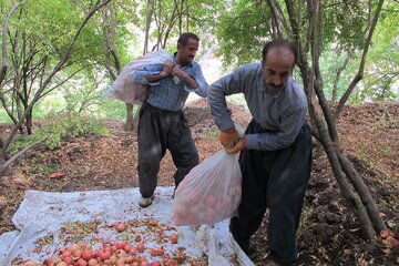 برداشت انار در روستای ژیوار