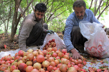 برداشت انار در روستای ژیوار