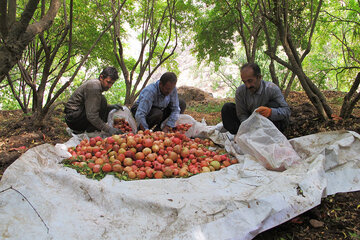 برداشت انار در روستای ژیوار