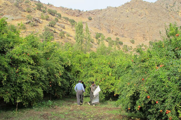 برداشت انار در روستای ژیوار