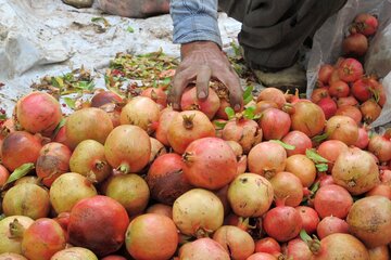 برداشت انار در روستای ژیوار