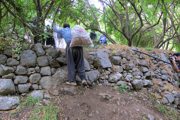 برداشت انار در روستای ژیوار