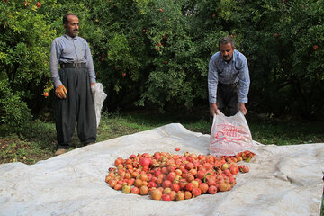 برداشت انار در روستای ژیوار