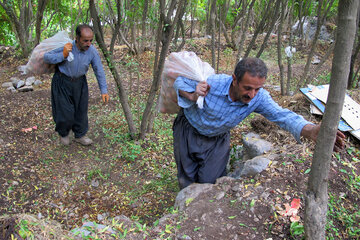 برداشت انار در روستای ژیوار