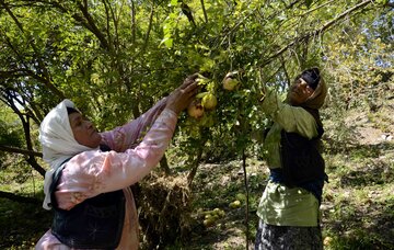 برداشت انار در روستای لایه رودبار گیلان‎