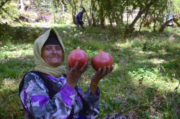 برداشت انار در روستای لایه رودبار گیلان‎