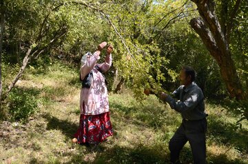 برداشت انار در روستای لایه رودبار گیلان‎