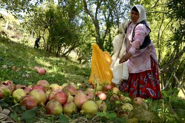 برداشت انار در روستای لایه رودبار گیلان‎