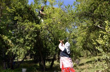 برداشت انار در روستای لایه رودبار گیلان‎