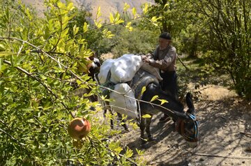 برداشت انار در روستای لایه رودبار گیلان‎