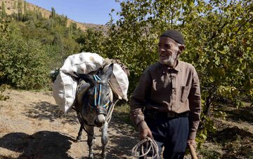 برداشت انار در روستای لایه رودبار گیلان‎