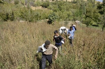 برداشت انار در روستای لایه رودبار گیلان‎