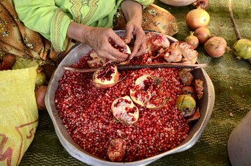 برداشت انار در روستای لایه رودبار گیلان‎