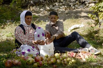 برداشت انار در روستای لایه رودبار گیلان‎