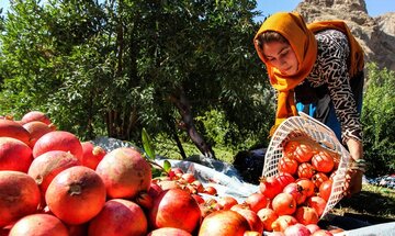 کشاورزی پاییزه استهبان شکوفاگر اقتصاد فارس