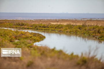 Return of life to Gavkhooni Wetland in central Iran