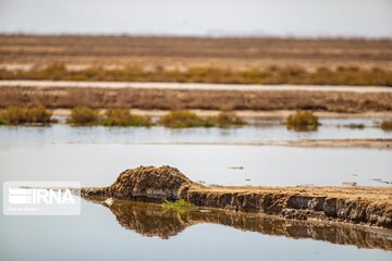 Return of life to Gavkhooni Wetland in central Iran