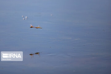 Return of life to Gavkhooni Wetland in central Iran